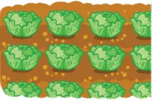 Hình ảnh minh họa luống bắp cải