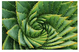 Lá cây lô hội xoắn ốc đồng dạng