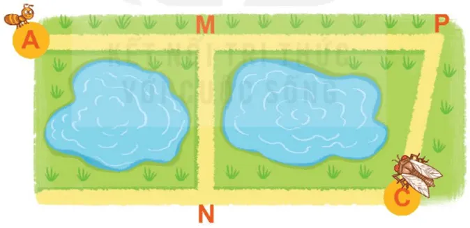 Hình ảnh minh họa đường đi của kiến và ve sầu