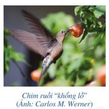 Giải Toán Lớp 6 Trang 43 Tập 2 Cánh Diều: Phép Nhân, Phép Chia Phân Số Chi Tiết