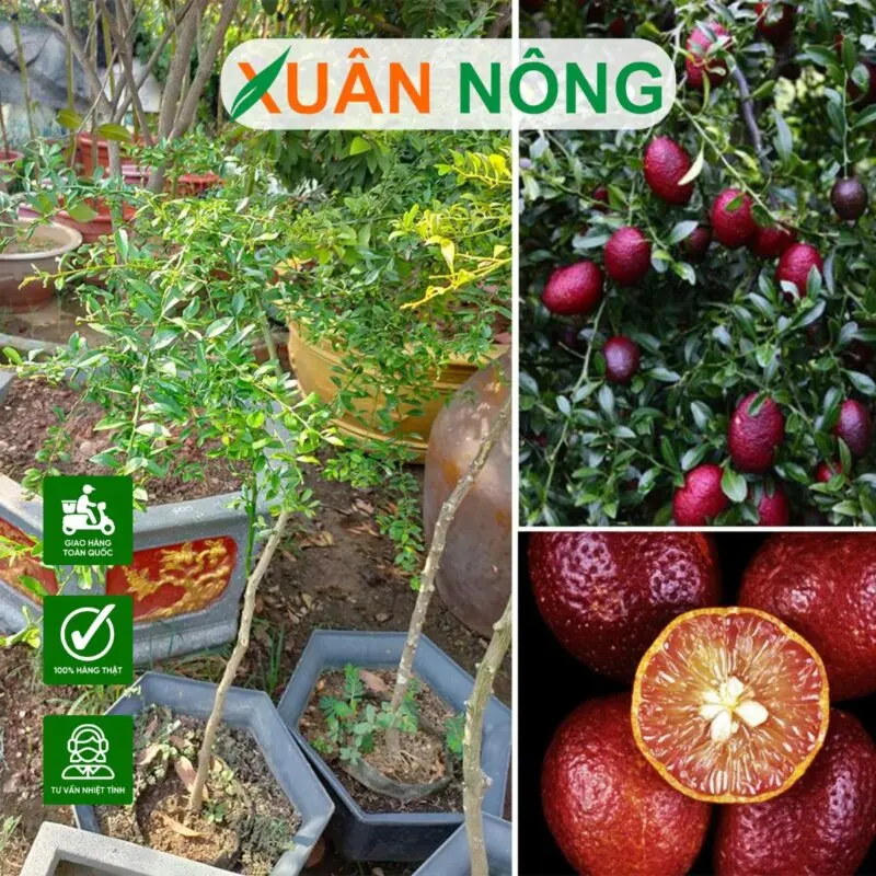 Kỹ Thuật Trồng Chanh Dây Toàn Diện: Từ A đến Z Cho Năng Suất Cao