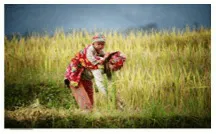 Đề thi Học kì 2 Tiếng Việt lớp 1 có đáp án (5 đề) | Chân trời sáng tạo