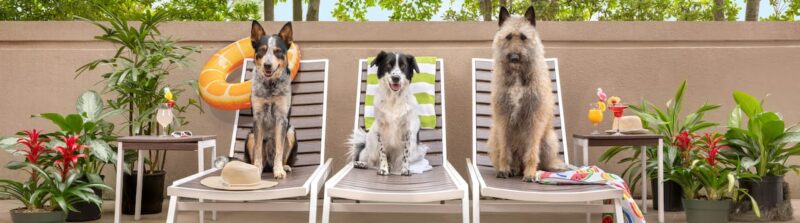 Kỳ Thi Đánh Giá Năng Lực Tiếng Việt Cho Người Nước Ngoài: Thách Thức Lớn, Cơ Hội Rộng Mở