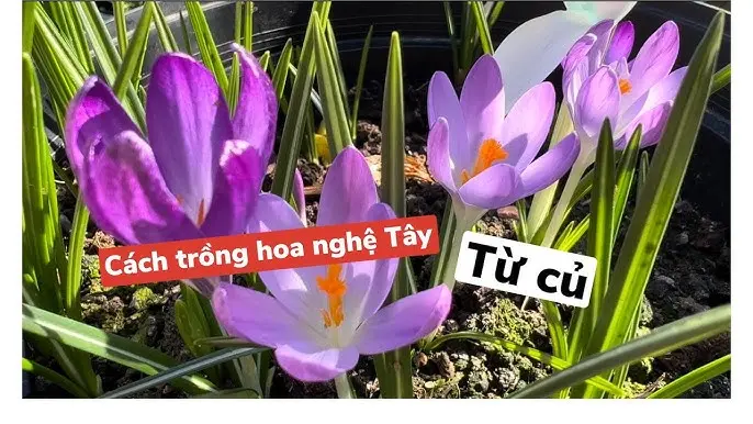 Kỹ Thuật Trồng Chanh Dây Toàn Diện: Từ A đến Z Cho Năng Suất Cao
