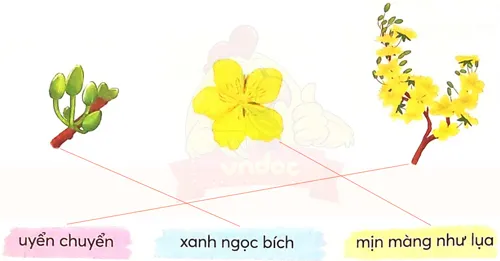 Minh họa các đặc điểm của hoa mai và hoa đào