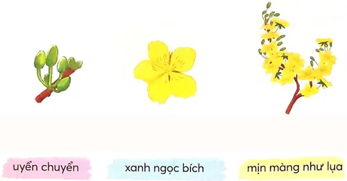 Cận cảnh bông hoa mai vàng đang nở rộ