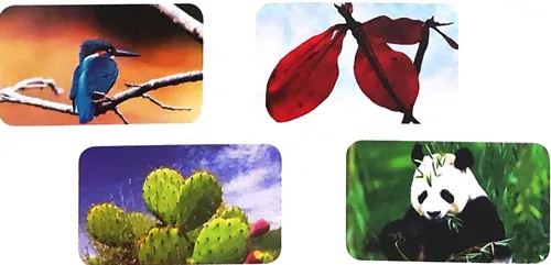 Hình ảnh chú chim bói cá với bộ lông xanh biếc