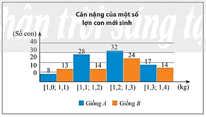 Biểu đồ tần số ghép nhóm so sánh cân nặng lợn giống A và B