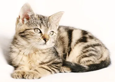 Bài tập điền vần và phân biệt âm trong đề thi Tiếng Việt lớp 1