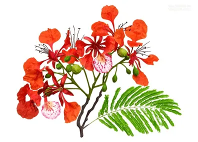 Tranh minh họa câu chuyện Gấu con chia sẻ quả lê trong gia đình