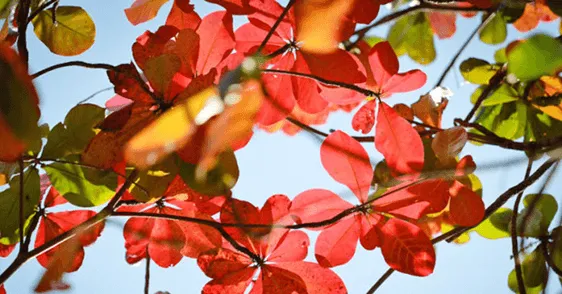 Hai bố con đang đứng quan sát cây bàng và những chiếc lá rơi trên đường phố lung linh ánh đèn