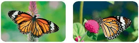 Cánh bướm là minh họa sinh động nhất về tính đối xứng trong tự nhiên